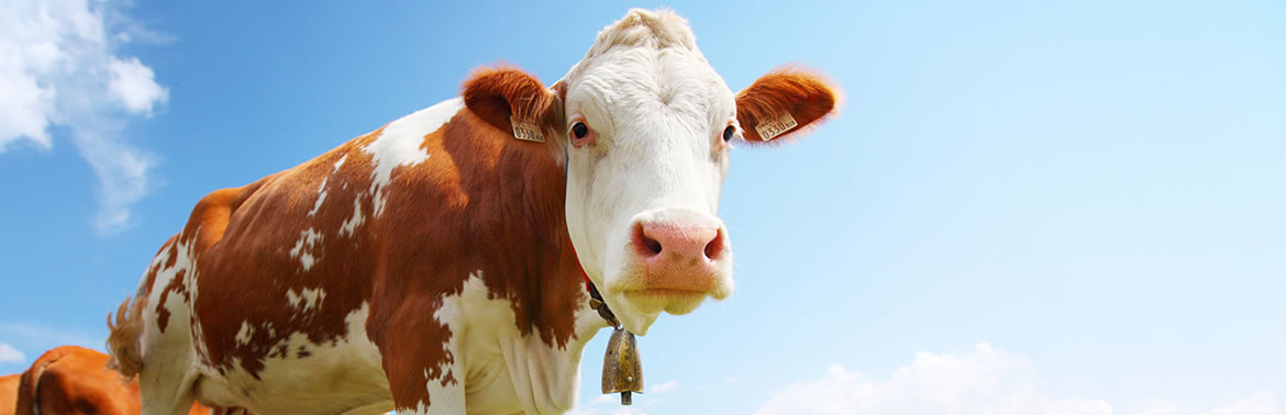 Veterinary Medicine Interchem